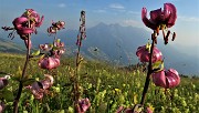 100 Giglio martagone (Lilium martagon) con vista in Alben 